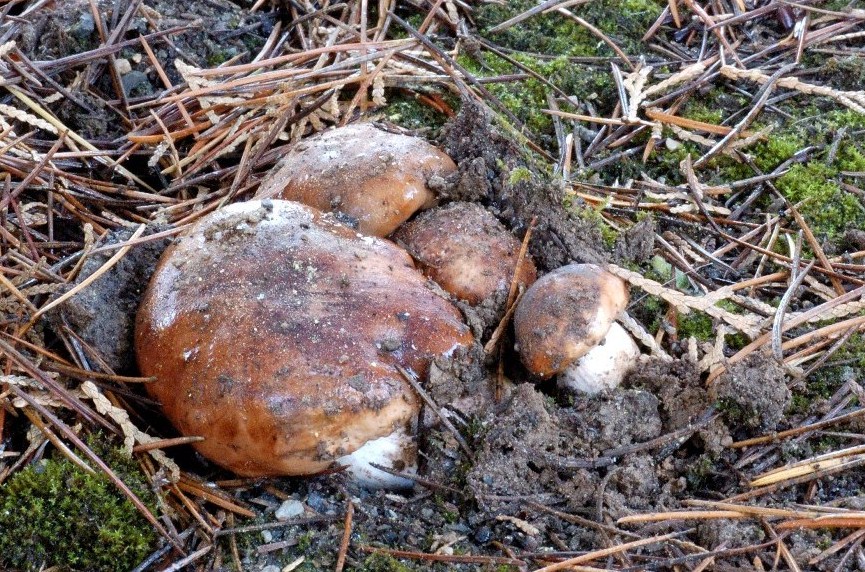 Tricholoma cedretorum